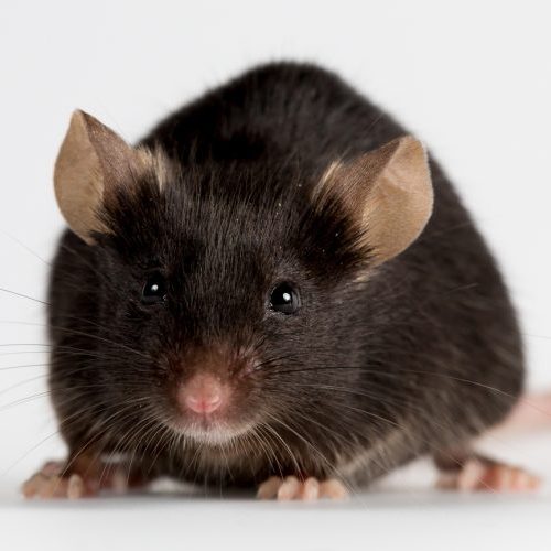 A healthy black female mouse for scientific research.