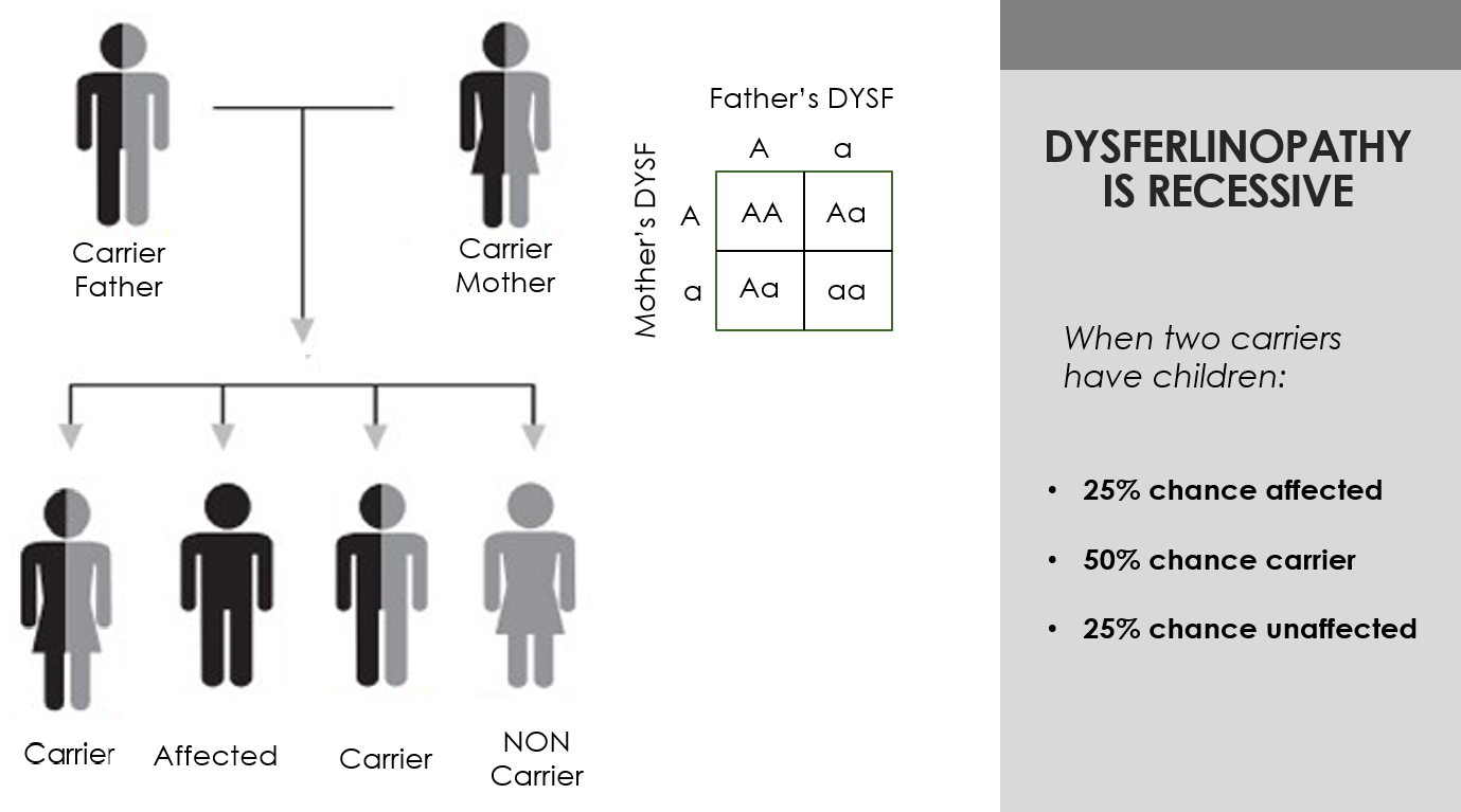 Autosomal Recessive Inheritance-carrier-carrier DYSF Autosomal Recessive Inheritance-carrier-carrier chart