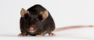 A healthy black female mouse for scientific research.