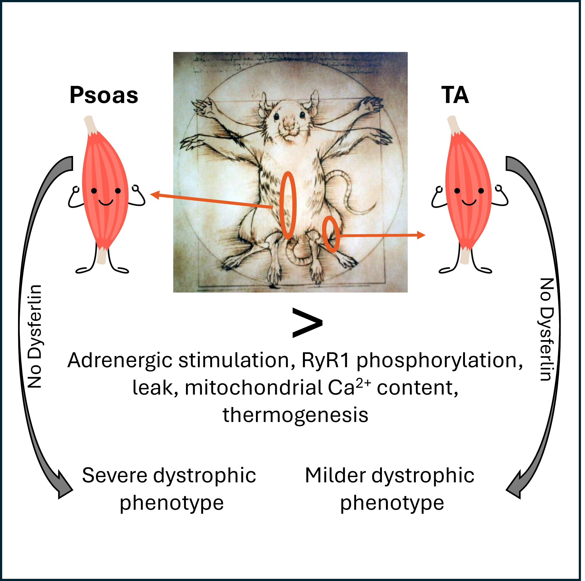 Image showing PSOAS and TA; Muscle-specific Ryanodine receptor 1 properties underlie limb-girdle muscular dystrophy 2B/R2 progression